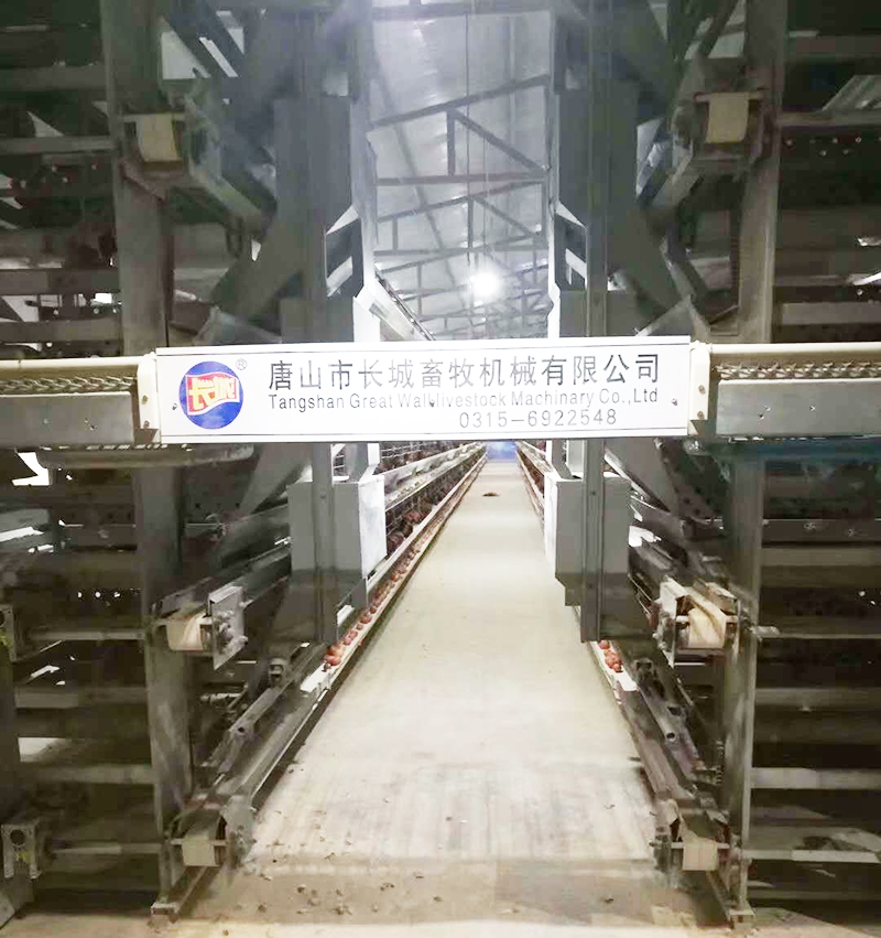 若是您想用自动化装备养蛋鸡，哪些蛋鸡装备是必不可少的？