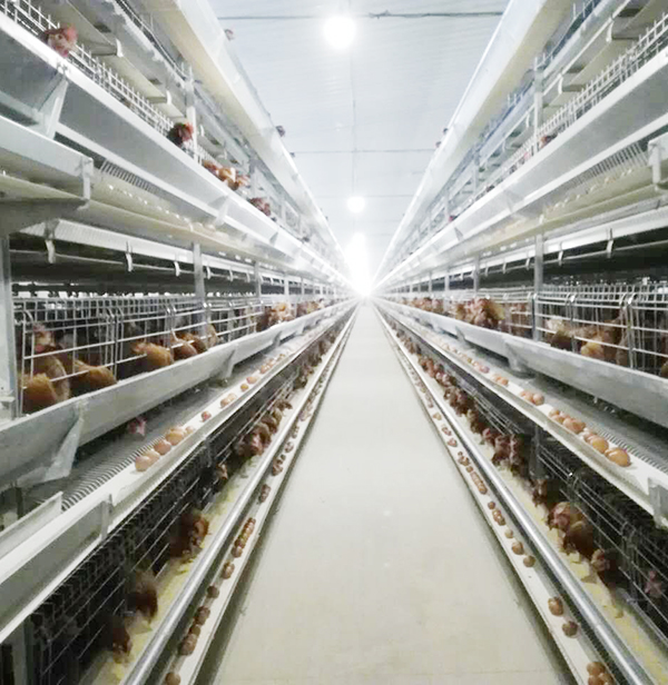 使用全自动养鸡装备养鸡用什么饲料好？